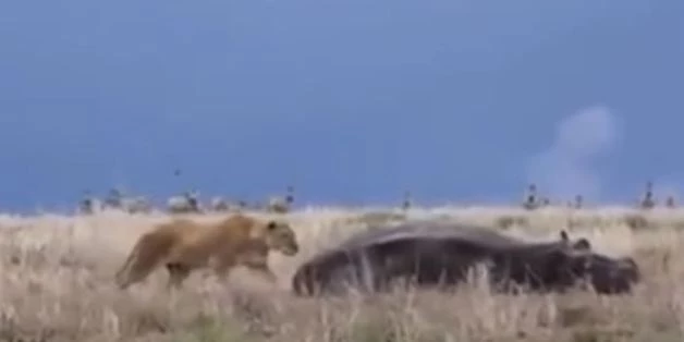 Το πήρε και το σήκωσε! Λιοντάρι κάνει το μοιραίο λάθος και ξυπνά ιπποπόταμο και δείτε τι γίνεται (βίντεο)